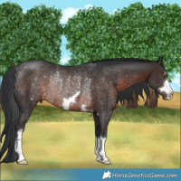 Horse Color:Brown Rabicano 