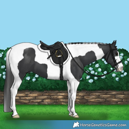 Horse Color:Black Tobiano 