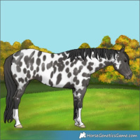 Horse Color:Black Near Leopard 