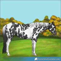 Horse Color:Black Tobiano Near Leopard