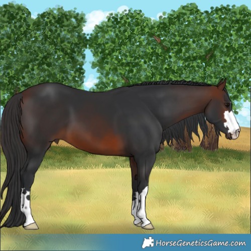 Horse Color:Brown 