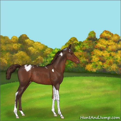Horse Color:Liver Chestnut Tobiano Appaloosa Rabicano 