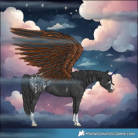 Horse Color:Black Appaloosa  and Black Appaloosa 