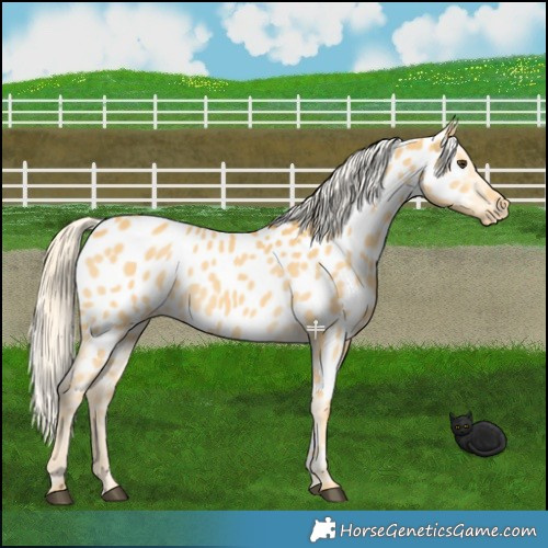 Horse Color:Palomino Appaloosa 