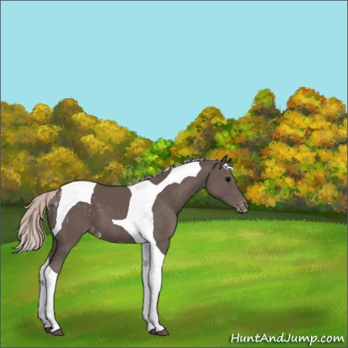 Horse Color:Silver Black Tobiano Appaloosa 