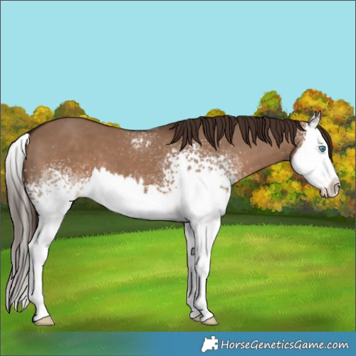 Horse Color:White Spotted Liver Red Dun Splash 