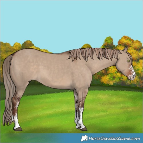 Horse Color:White Spotted Liver Red Dun 