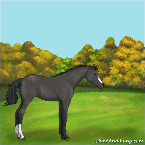 Horse Color:Black 