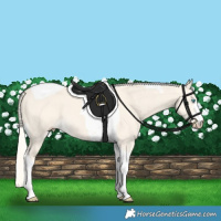 Horse Color:Cremello Dun Tobiano 