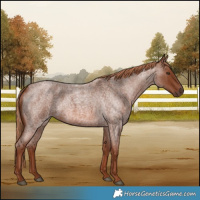 Horse Color:Red Roan 
