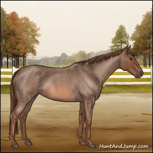 Horse Color:Red Roan