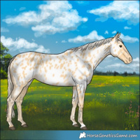Horse Color:Palomino Near Leopard 