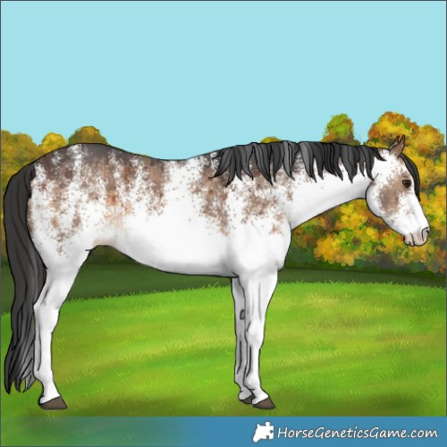 Horse Color:White Spotted Brown Dun Brindle 