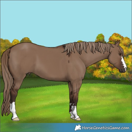 Horse Color:Liver Red Dun 