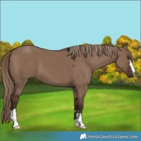 Horse Color:Liver Red Dun 