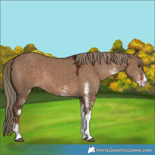 Horse Color:White Spotted Liver Red Dun 