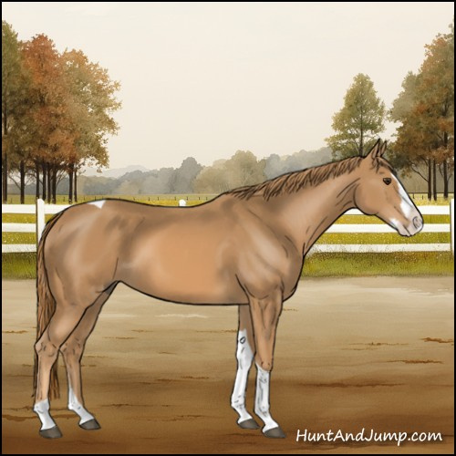 Horse Color:Chestnut Splash Tobiano