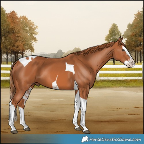 Horse Color:Chestnut Splash Tobiano