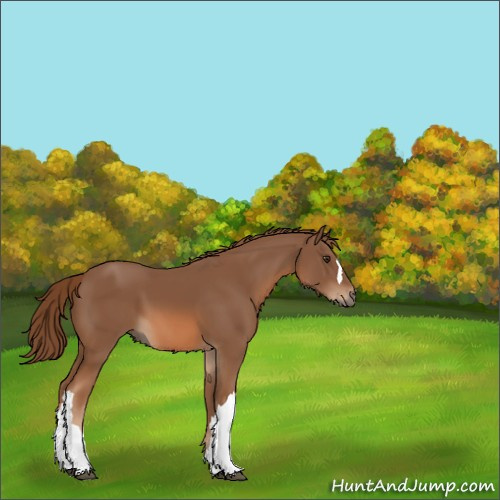 Horse Color:Chestnut 