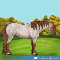Horse Color:Red Roan 