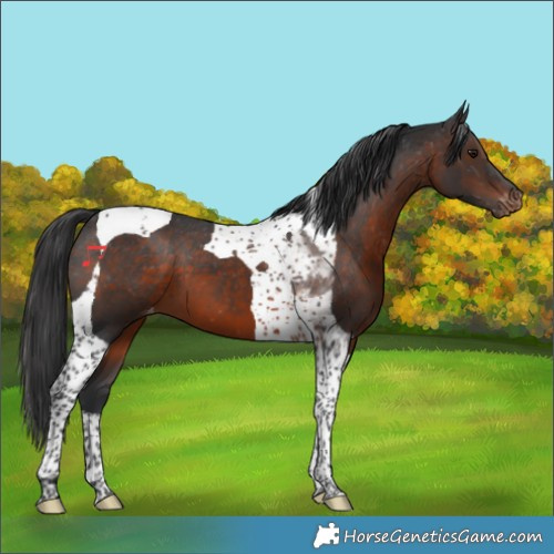 Horse Color:Brown Tobiano Appaloosa 