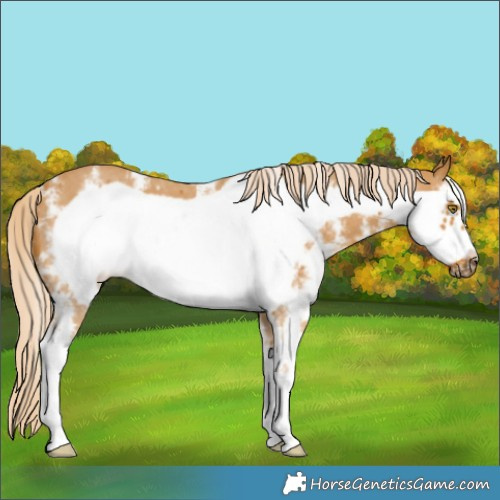 Horse Color:Palomino Sabino Frame 