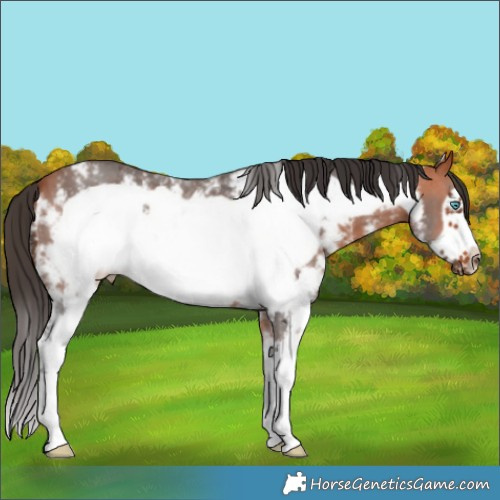 Horse Color:Bay Sabino Frame 