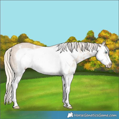 Horse Color:Cremello Sabino Frame Rabicano 