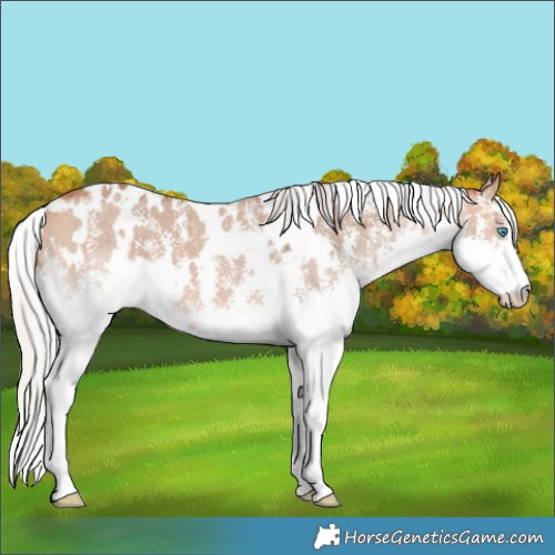 Horse Color:White Spotted Silver Bay Dun Sabino Splash 