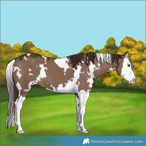 Horse Color:White Spotted Liver Red Dun Splash 