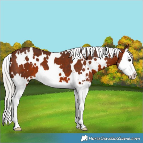 Horse Color:White Spotted Silver Brown Splash