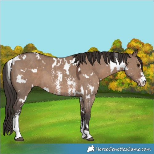 Horse Color:White Spotted Liver Red Dun Sabino 