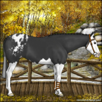 Horse Color:Black Splash Appaloosa