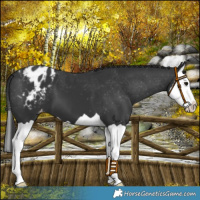 Horse Color:Black Splash Blanket 