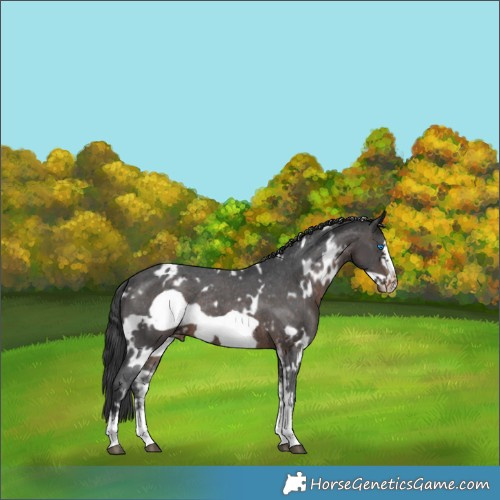 Horse Color:White Spotted Brown Sabino Frame Appaloosa Rabicano 