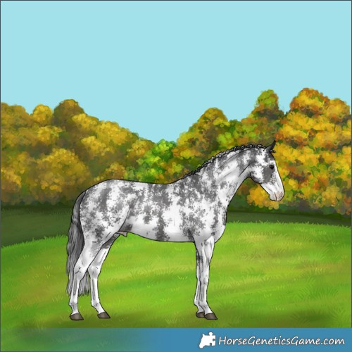 Horse Color:Black Sabino Appaloosa Rabicano 