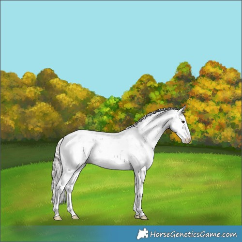 Horse Color:Silver Black Sabino Appaloosa Rabicano 