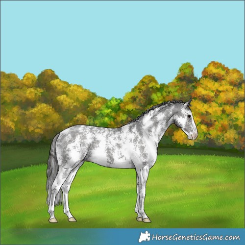 Horse Color:Black Sabino Appaloosa Rabicano 