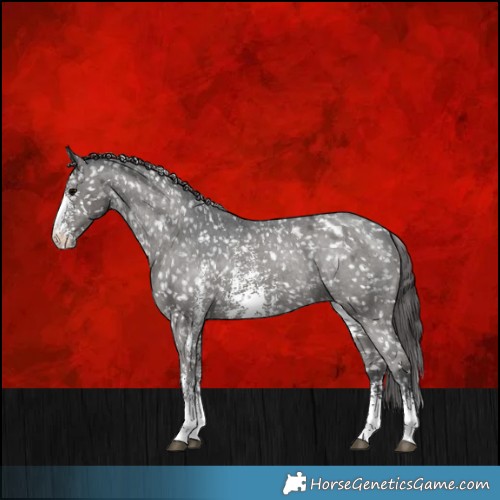 Horse Color:Black Sabino Appaloosa Rabicano 
