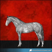 Horse Color:Black Sabino Appaloosa Rabicano 