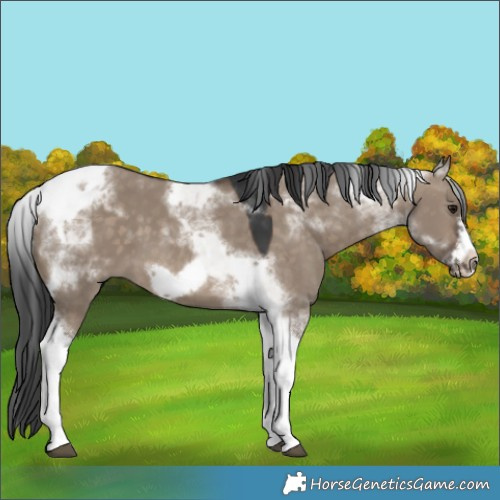 Horse Color:Brown Dun Tobiano Frame 