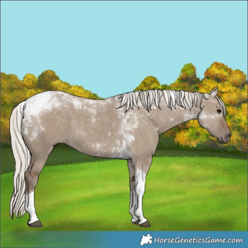 Horse Color:Silver Grullo Tobiano 