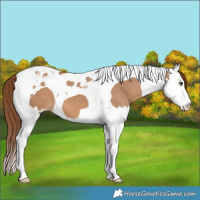Horse Color:Red Dun Splash Tobiano 