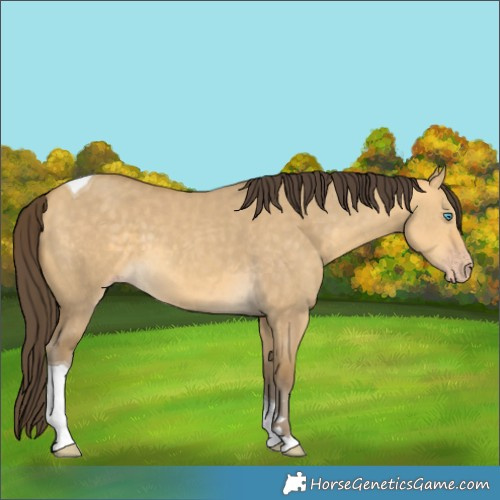 Horse Color:Sable Cream Champagne Dun Tobiano 