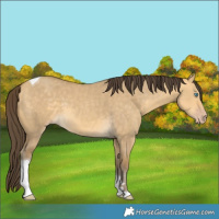 Horse Color:Sable Cream Champagne Dun Tobiano