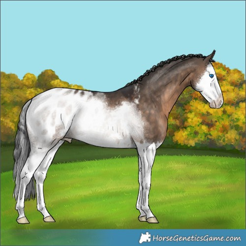 Horse Color:Brown Dun Splash Appaloosa 