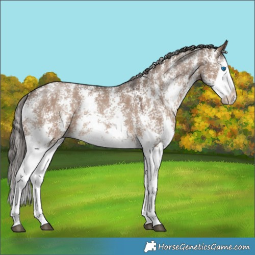 Horse Color:Liver Red Dun Sabino Splash Rabicano 