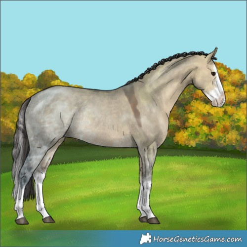 Horse Color:Bay Ice Dun Splash Rabicano 