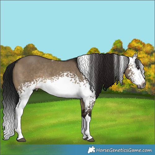 Horse Color:Gray White Spotted Brown Dun Splash Rabicano 