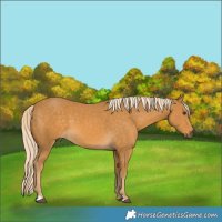 Horse Color:Palomino 